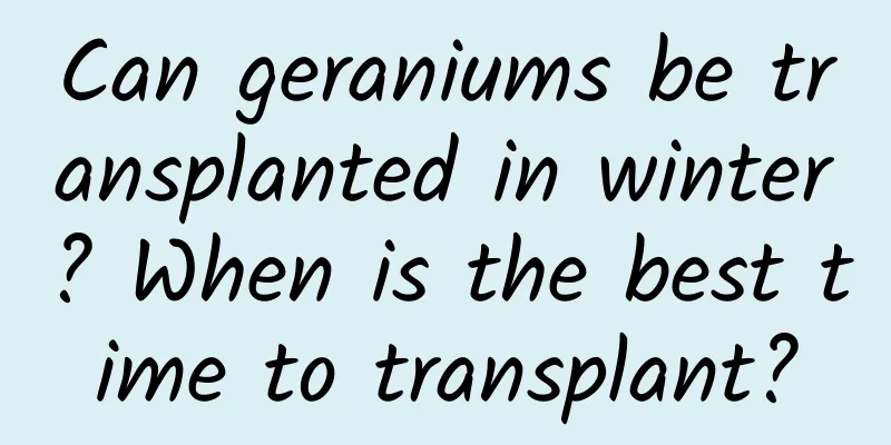 Can geraniums be transplanted in winter? When is the best time to transplant?