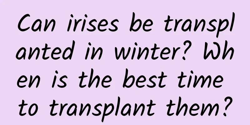 Can irises be transplanted in winter? When is the best time to transplant them?