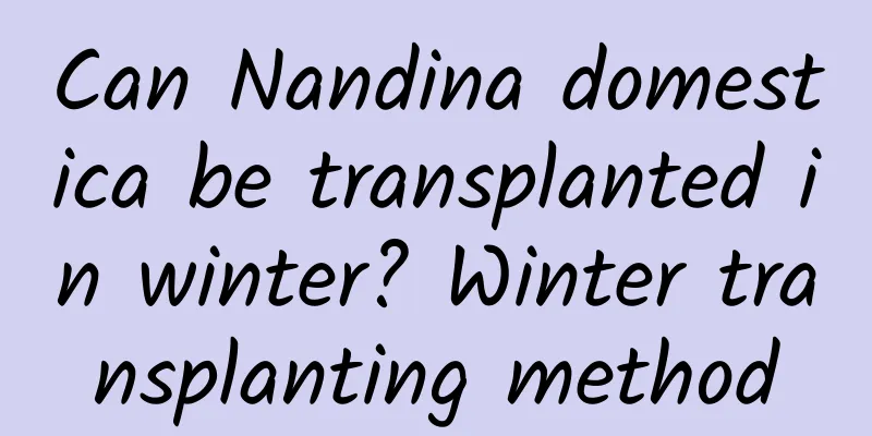 Can Nandina domestica be transplanted in winter? Winter transplanting method
