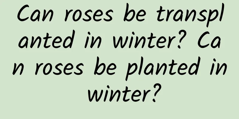 Can roses be transplanted in winter? Can roses be planted in winter?
