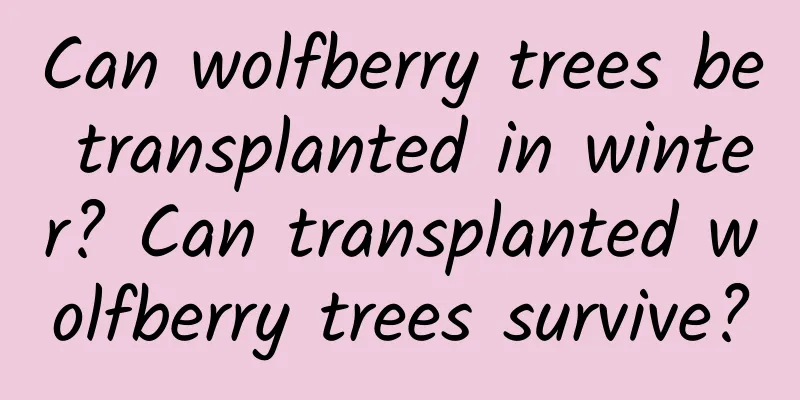 Can wolfberry trees be transplanted in winter? Can transplanted wolfberry trees survive?