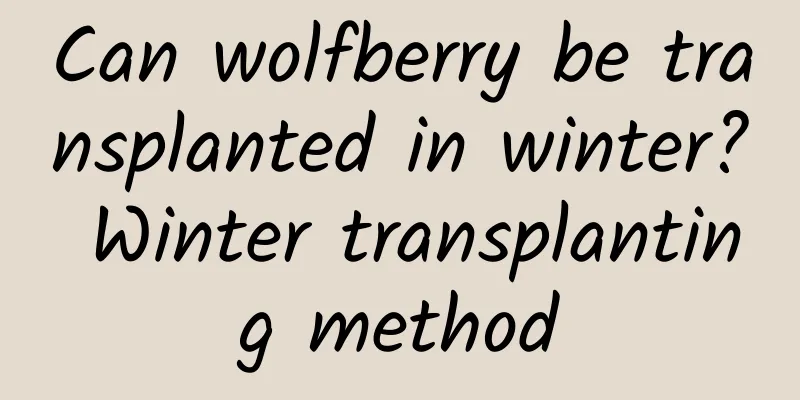 Can wolfberry be transplanted in winter? Winter transplanting method