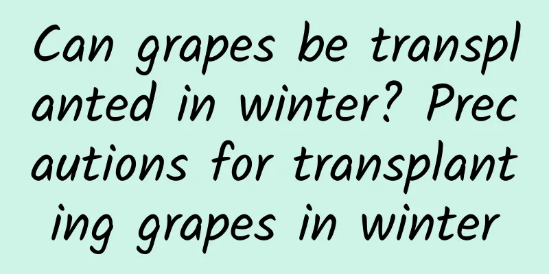 Can grapes be transplanted in winter? Precautions for transplanting grapes in winter