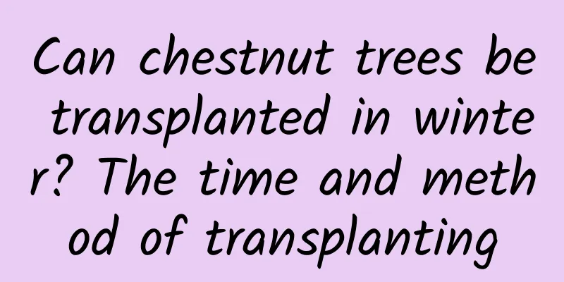 Can chestnut trees be transplanted in winter? The time and method of transplanting