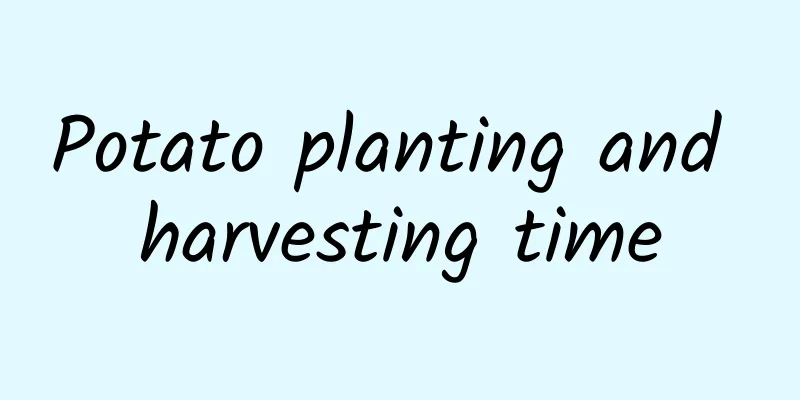 Potato planting and harvesting time