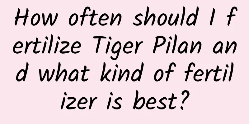 How often should I fertilize Tiger Pilan and what kind of fertilizer is best?