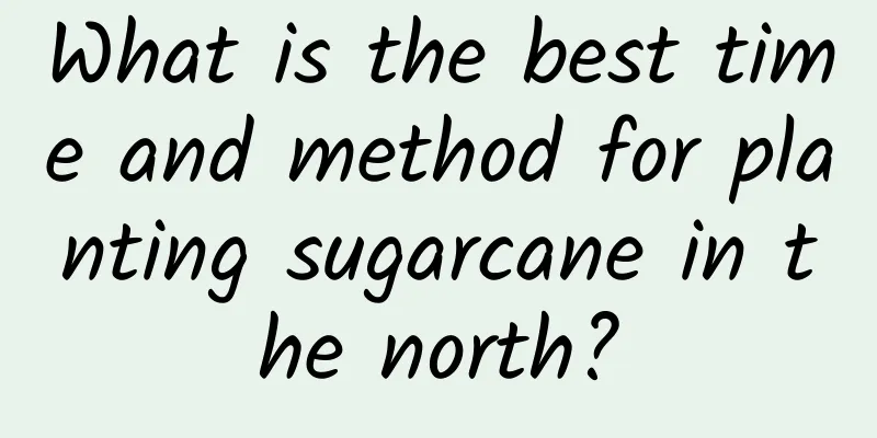 What is the best time and method for planting sugarcane in the north?