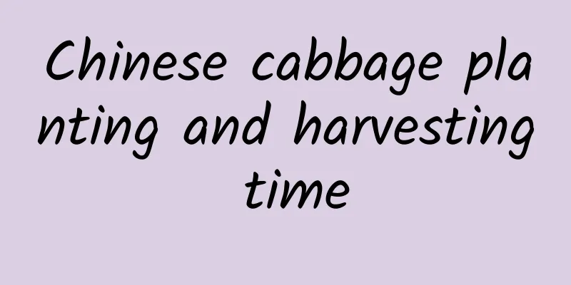 Chinese cabbage planting and harvesting time