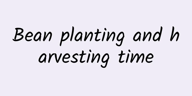 Bean planting and harvesting time