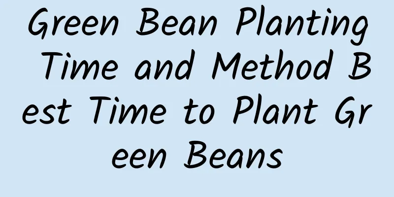Green Bean Planting Time and Method Best Time to Plant Green Beans