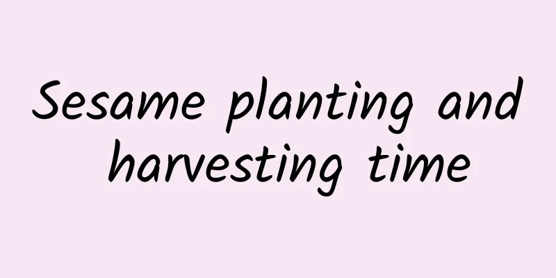 Sesame planting and harvesting time