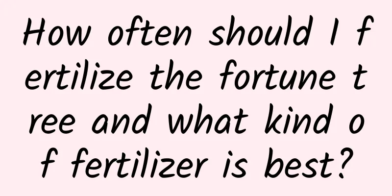 How often should I fertilize the fortune tree and what kind of fertilizer is best?