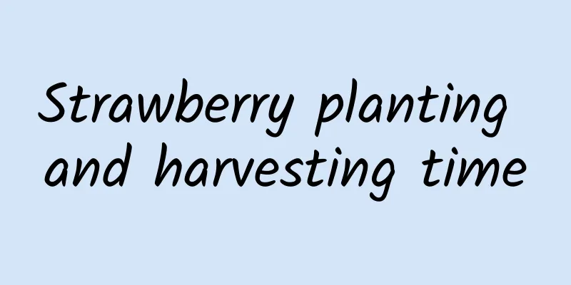 Strawberry planting and harvesting time