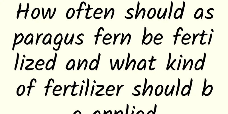 How often should asparagus fern be fertilized and what kind of fertilizer should be applied
