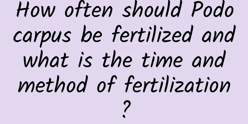 How often should Podocarpus be fertilized and what is the time and method of fertilization?