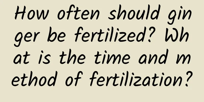 How often should ginger be fertilized? What is the time and method of fertilization?