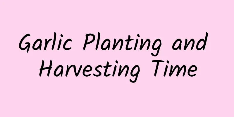 Garlic Planting and Harvesting Time