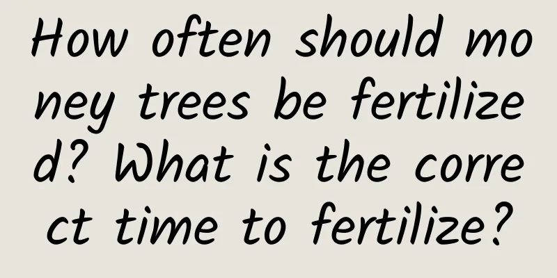 How often should money trees be fertilized? What is the correct time to fertilize?