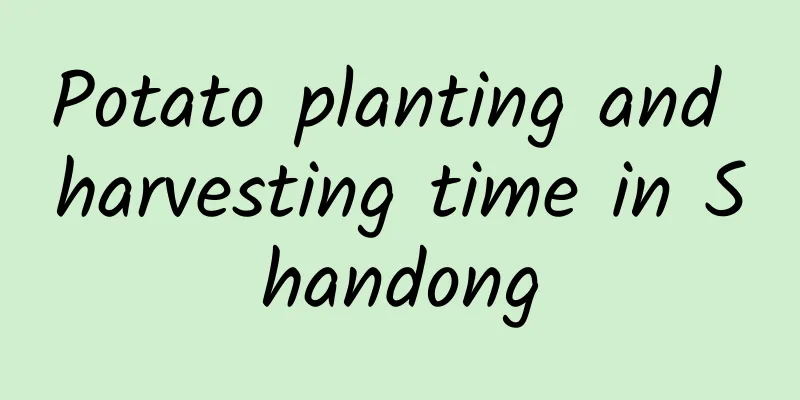 Potato planting and harvesting time in Shandong