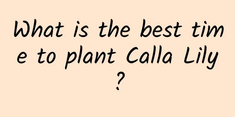 What is the best time to plant Calla Lily?