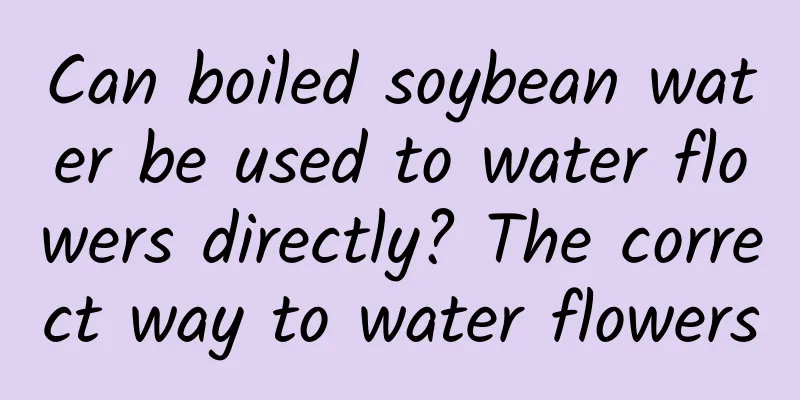 Can boiled soybean water be used to water flowers directly? The correct way to water flowers
