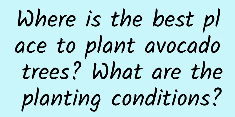 Where is the best place to plant avocado trees? What are the planting conditions?
