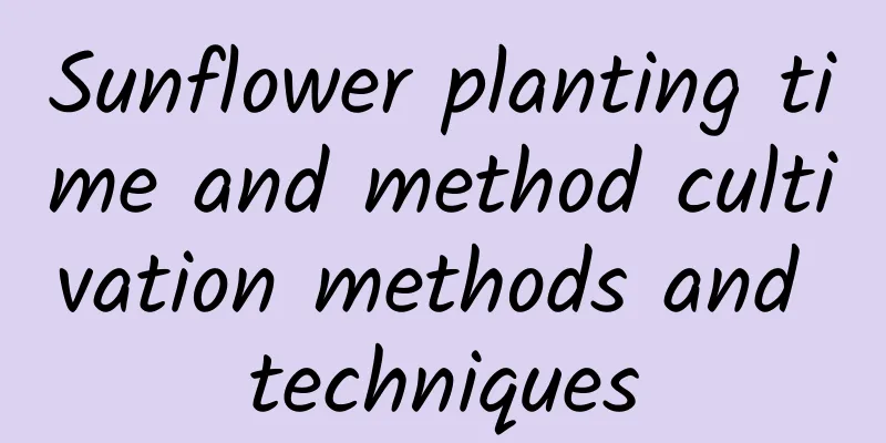 Sunflower planting time and method cultivation methods and techniques
