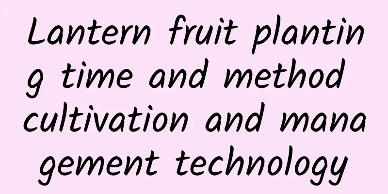 Lantern fruit planting time and method cultivation and management technology