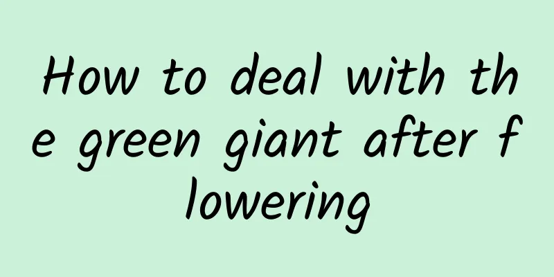 How to deal with the green giant after flowering