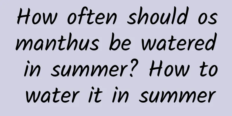 How often should osmanthus be watered in summer? How to water it in summer