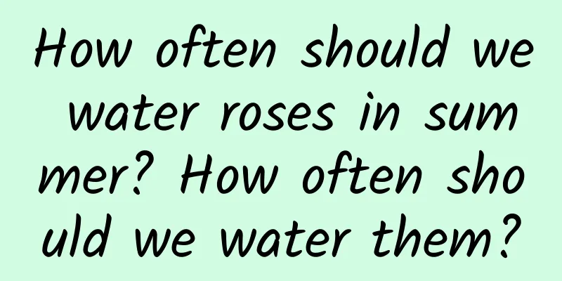 How often should we water roses in summer? How often should we water them?
