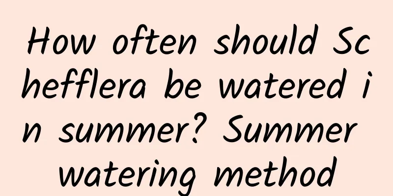 How often should Schefflera be watered in summer? Summer watering method