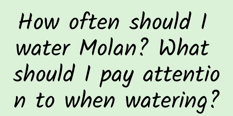 How often should I water Molan? What should I pay attention to when watering?