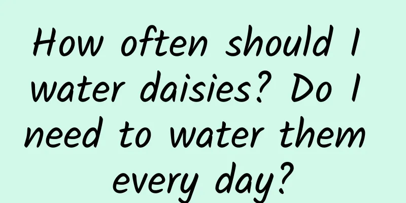 How often should I water daisies? Do I need to water them every day?