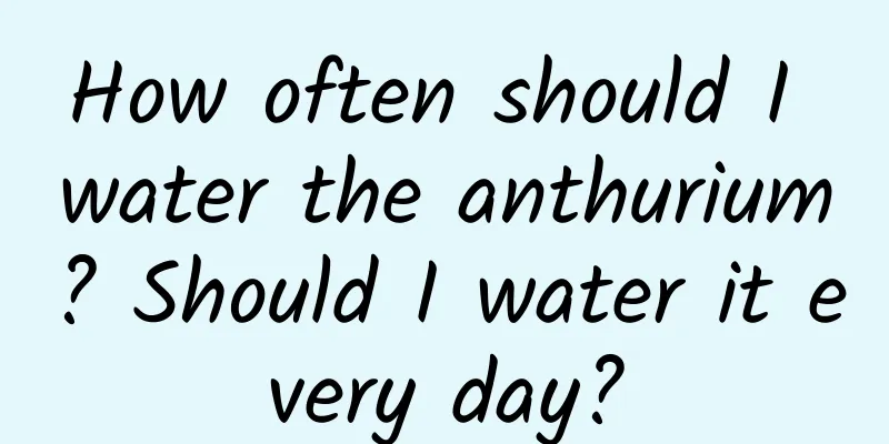 How often should I water the anthurium? Should I water it every day?