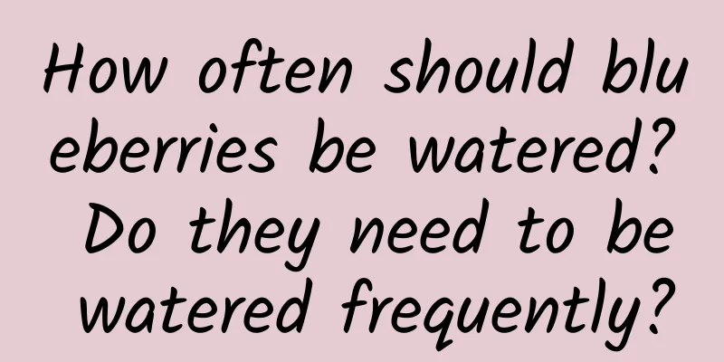 How often should blueberries be watered? Do they need to be watered frequently?