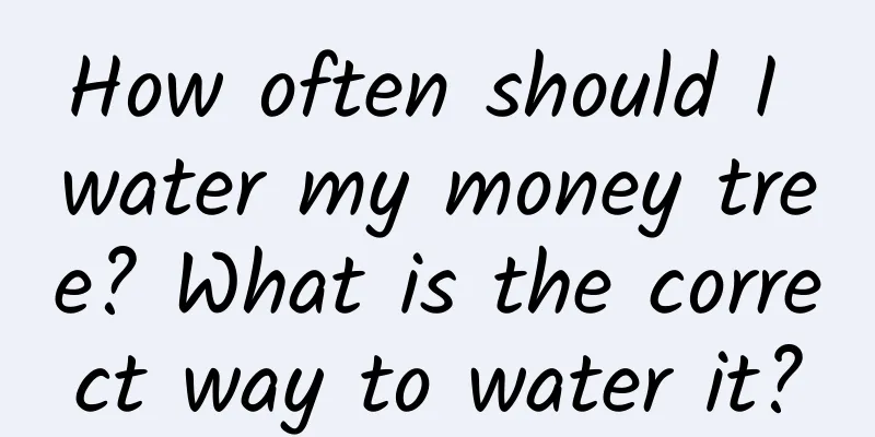 How often should I water my money tree? What is the correct way to water it?