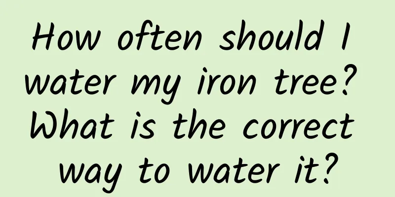 How often should I water my iron tree? What is the correct way to water it?