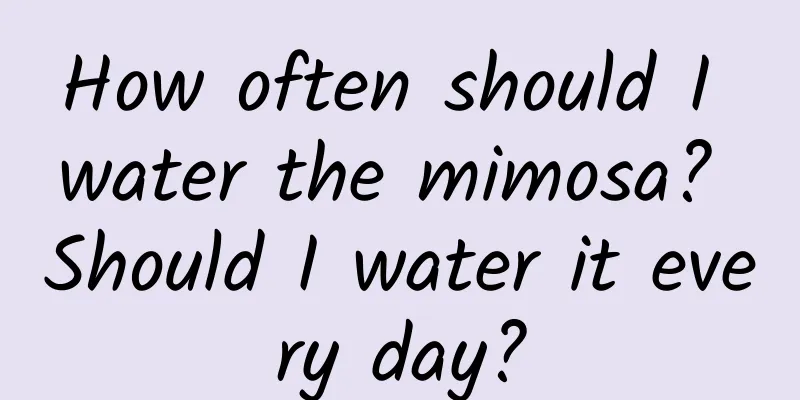 How often should I water the mimosa? Should I water it every day?