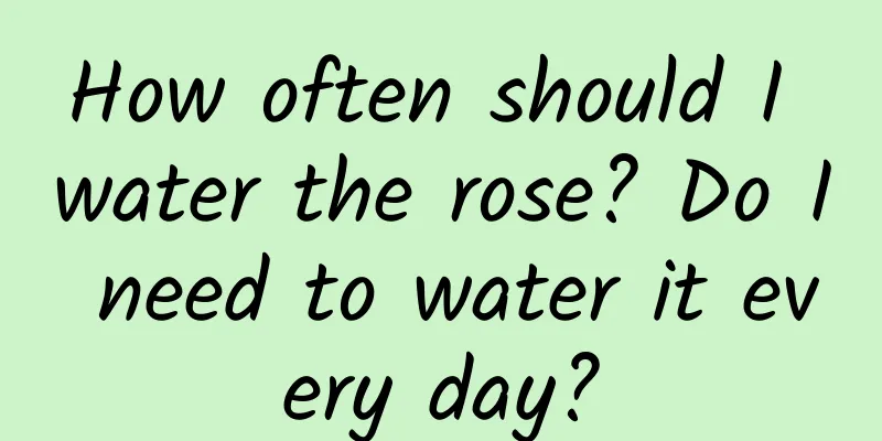 How often should I water the rose? Do I need to water it every day?