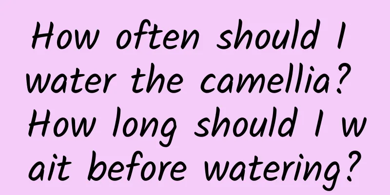 How often should I water the camellia? How long should I wait before watering?
