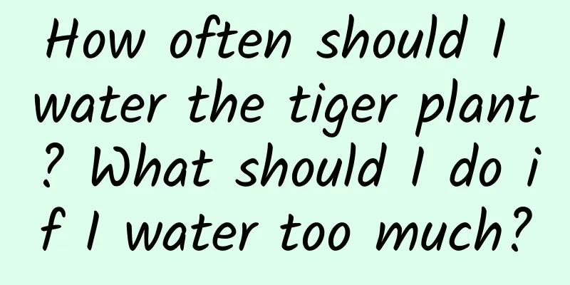 How often should I water the tiger plant? What should I do if I water too much?