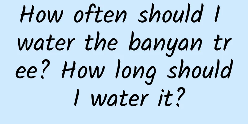 How often should I water the banyan tree? How long should I water it?
