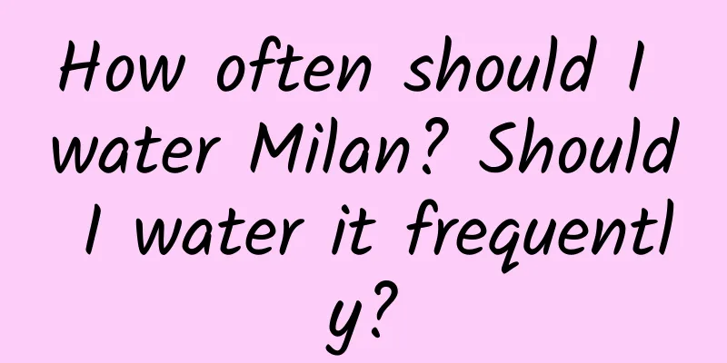 How often should I water Milan? Should I water it frequently?