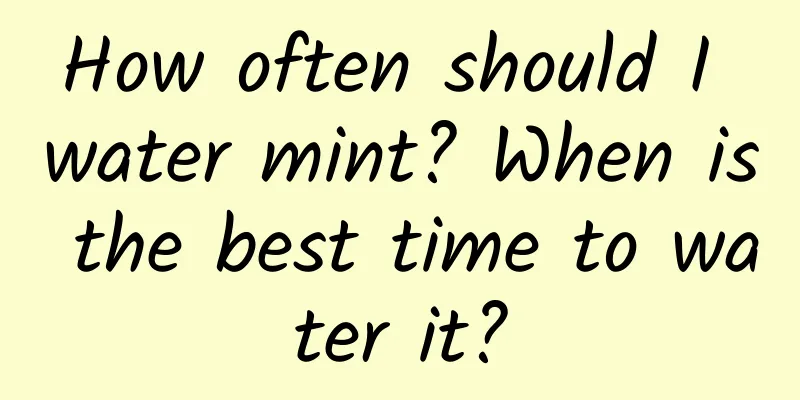 How often should I water mint? When is the best time to water it?
