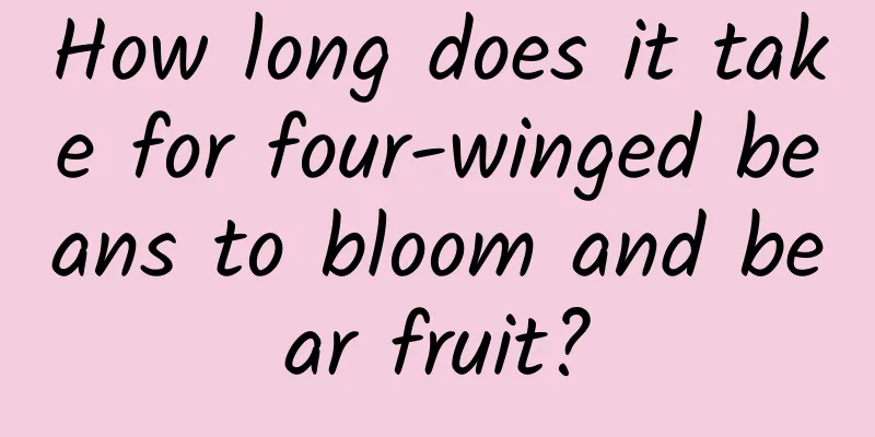 How long does it take for four-winged beans to bloom and bear fruit?
