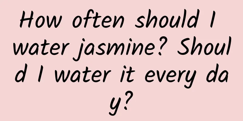 How often should I water jasmine? Should I water it every day?
