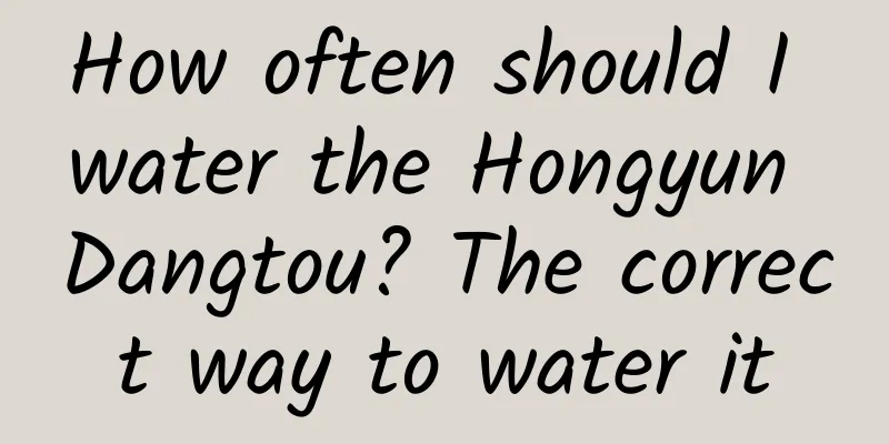 How often should I water the Hongyun Dangtou? The correct way to water it