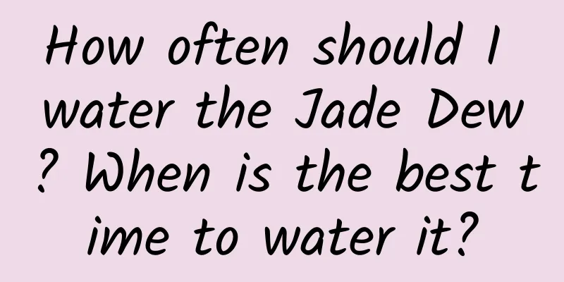 How often should I water the Jade Dew? When is the best time to water it?