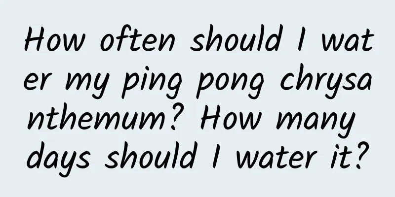 How often should I water my ping pong chrysanthemum? How many days should I water it?